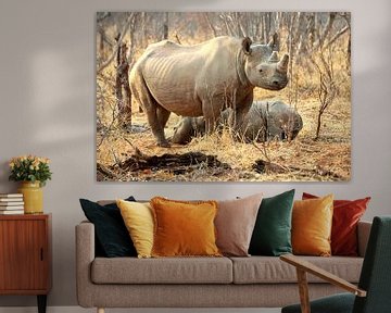 rhinocéros en Zambie sur Merijn Loch
