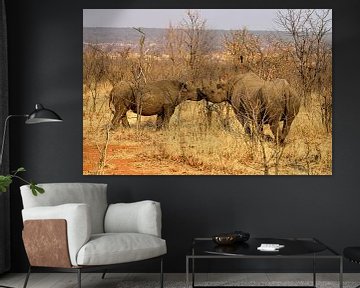 rhino in Zambia by Merijn Loch