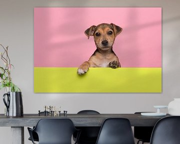 Jack Russell terrier puppy by Elles Rijsdijk