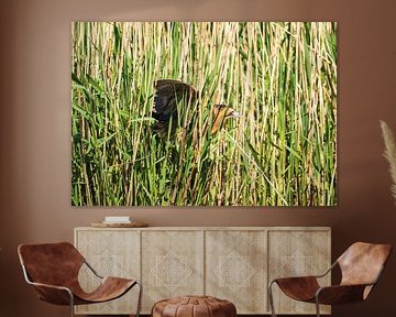 Roerdomp reiger van Merijn Loch