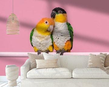 Caique parrots by Elles Rijsdijk