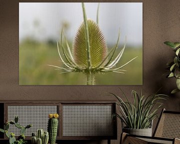 Distel in het zuiden van Nederland van Rijk van de Kaa