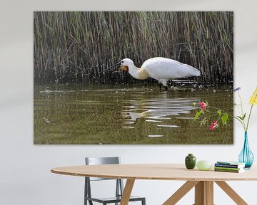 Spooner avec des gouttes d'eau sur Texel sur Leon Verra