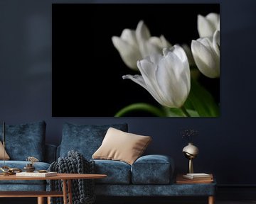 White tulips against a dark background