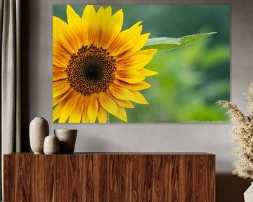 Gelbe Sonnenblume von Jolanda de Jong-Jansen