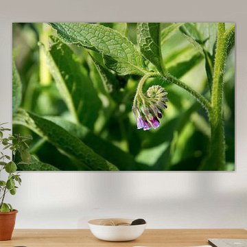 consoude (Symphytum officinale), fleurs et feuilles de la plante utilisée en médecine biologique, gr