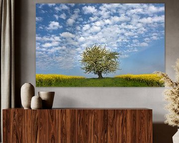 Flowering tree between rape fields by Elke Wolfbeisser