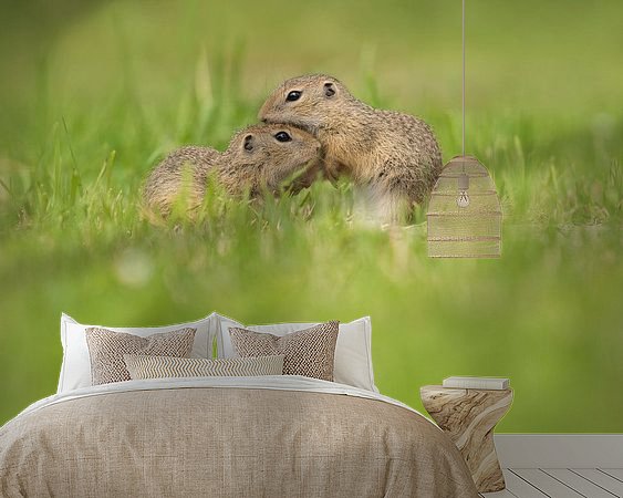 Aperçu de la chambre