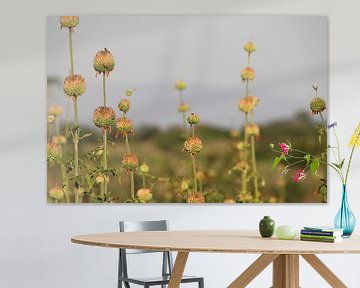 Veld vol bollen van Marije Zwart