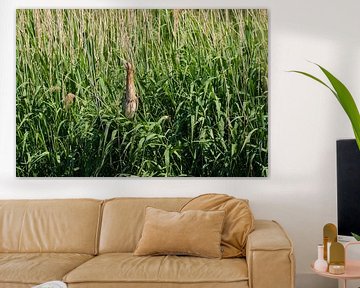 Zoekplaatje Roerdomp in het riet van Merijn Loch