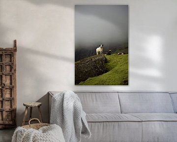 IJslandse koe kijkt uit over haar velden van Elisa in Iceland