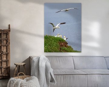young gannet by Henri van Rheenen