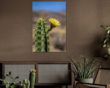 Fleur de cactus sur Joost Potma