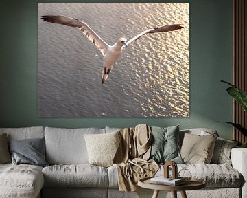 flying gannet by Henri van Rheenen