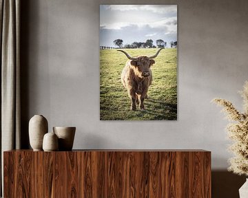 Highland Cow van Mark Thurman