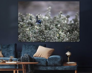 Prachtvoller blauer Feenzaunkönig von Mark Thurman