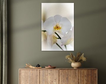 orchidee van Willem Holle WHOriginal Fotografie