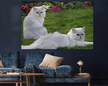 Zwei Katzen auf dem Rasen