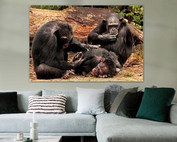 Chimpansees van Kees de Knegt