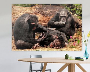 Chimpansees van Kees de Knegt