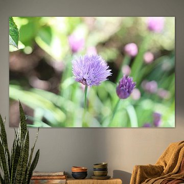 Purple flower in garden