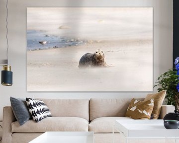 zeehond op strand van Ed Klungers