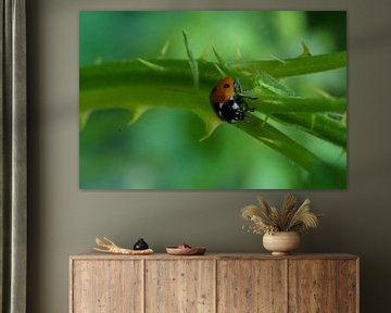 Ladybug by Lili's Photography