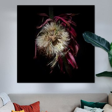 Ausgelöschte Gerbera-Blüte