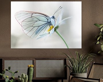Schmetterling-Porträt von Iris Waanders