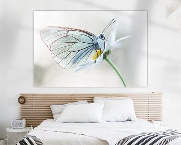 Portrait de papillon sur Iris Waanders