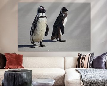 Jackass Penguins (Spheniscus demersus) by Dirk Rüter