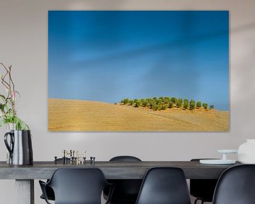 Olivenbäume in den toskanischen Hügeln von Frank Lenaerts