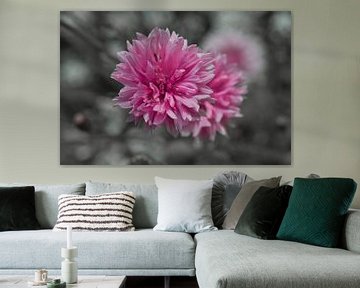 De roze korenbloem van Jolanda de Jong-Jansen