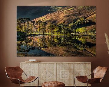 Buttermere Dennen, Lake District, Engeland