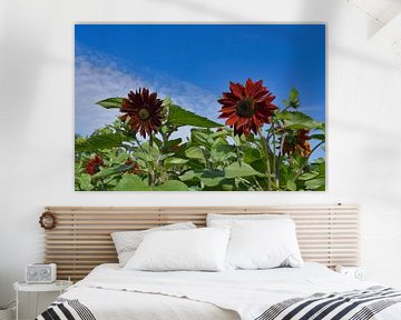 Een rood veld van zonnebloemen van Jolanda de Jong-Jansen