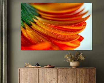 Oranje Gerbera Bloem met Waterdruppels van Klik! Images