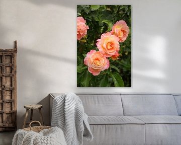Rose II Juli 2020