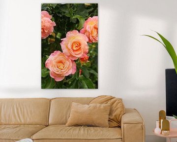 Rose III Juli 2020