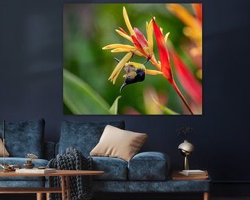 Der asiatische Kolibri wird ein Brusthungersauger genannt von Marlies Gerritsen Photography