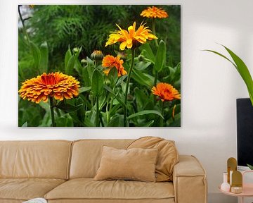 Goudsbloemen 4