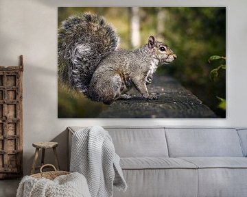 Mr squirrel by Graham Forrester