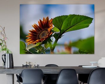 Rote Sonnenblume mit blauem Himmel und einigen Wolken von Jolanda de Jong-Jansen