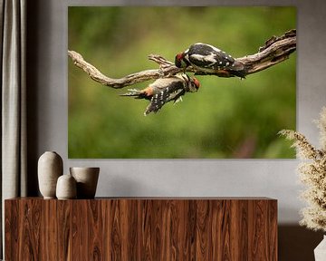 Great spotted woodpecker is fed by Tanja van Beuningen