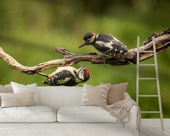 Aperçu de la chambre