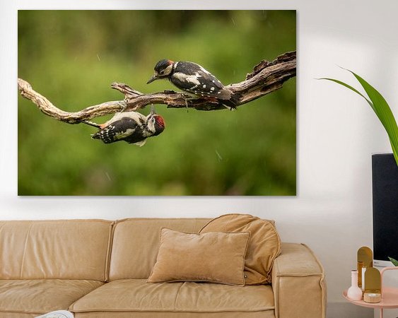 Aperçu de la chambre