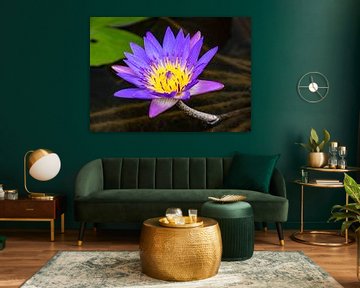 Blauwe Lotus in bloei van Marlies Gerritsen Photography