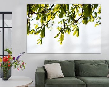 Jeunes feuilles de branches d'un vert vif et brillant contre la lumière du soleil au printemps. sur Evelien Doosje