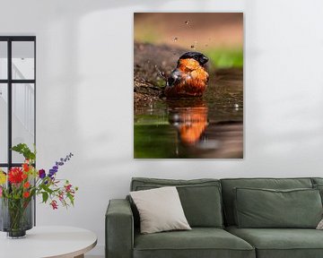 bullfinch (male) in bath by Henri van Rheenen