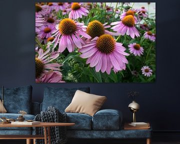 Fleurs du Echinacea purpurea sur Menno van der Haven