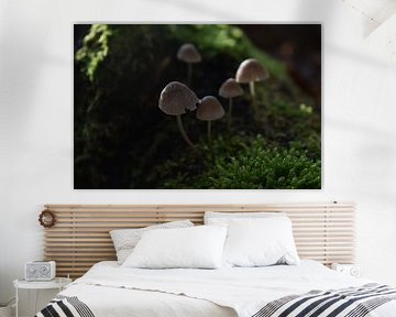 mossy